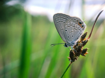 Close-up of butterfly on plant