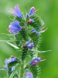 Close-up of purple flowering plant