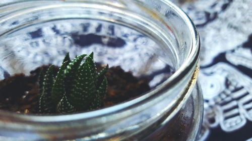 Close-up of cactus growing in jar on table