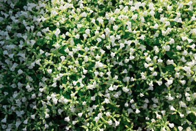 High angle view of white flowering plants