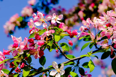 Close-up of insect on pink flower