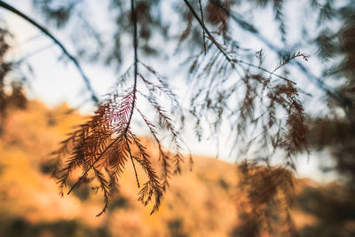 Low angle view of pine tree