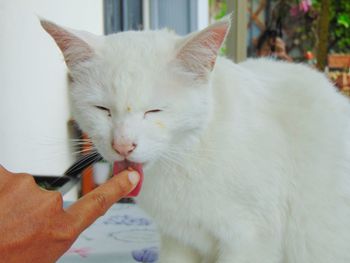 Cat with hand on white background