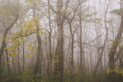 Trees in forest