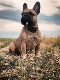 Dog looking away on field