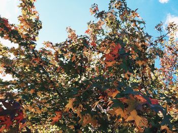 Low angle view of trees against sky