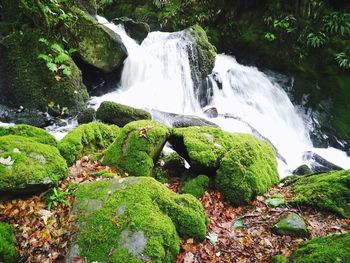 Scenic view of waterfall in forest