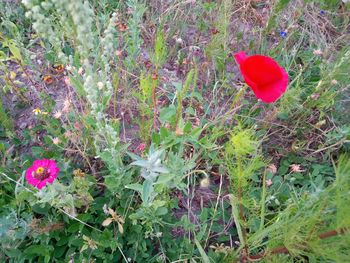 Close-up of red poppy flowers on field