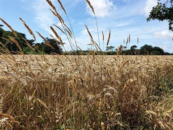 Scenic view of field against sky