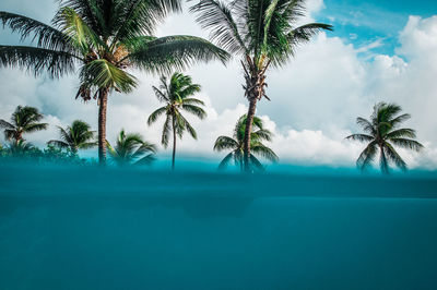 Palm trees by swimming pool against sky