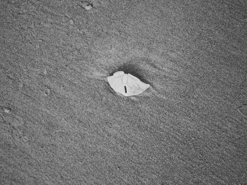 High angle view of crab on sand