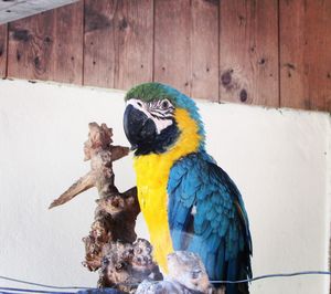 Close-up of parrot perching on wood