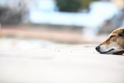 Cropped image of dog sleeping on footpath