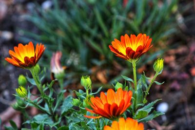 Close-up of orange flowering plants