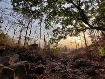 Rocks and trees in forest