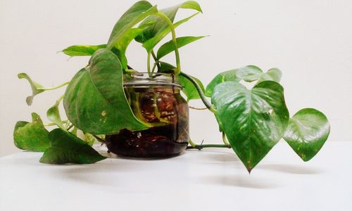 Close-up of green leaves