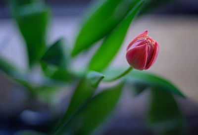 Close-up of red tulip