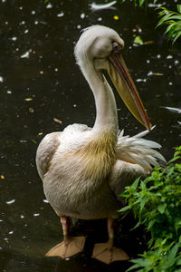 Close-up of pelican on lake