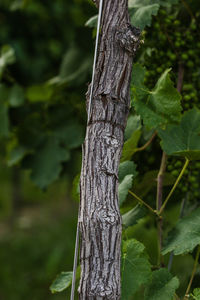 Close-up of tree trunk in forest