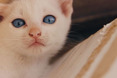 Close-up portrait of cat