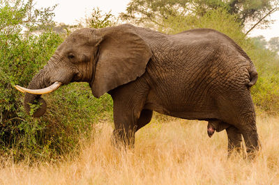 Side view of elephant on field