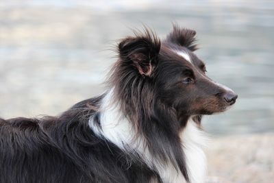 Close-up of a dog looking away