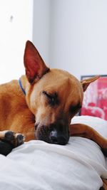 Dog sleeping on bed at home