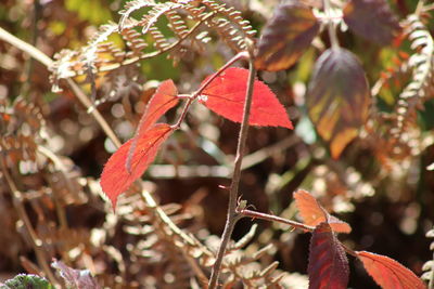 Close-up of red leaves on tree during autumn