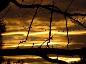 Close-up of silhouette tree against sky at sunset