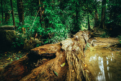 Sunlight falling on log in forest