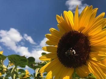 Close-up of sunflower