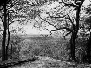 Bare trees on landscape against sky