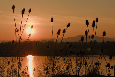 Silhouette plants by lake against sky during sunset