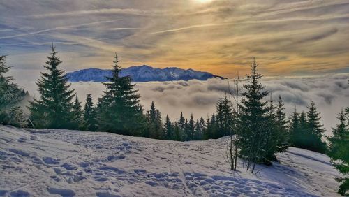 Pine trees on snowcapped mountains against sky