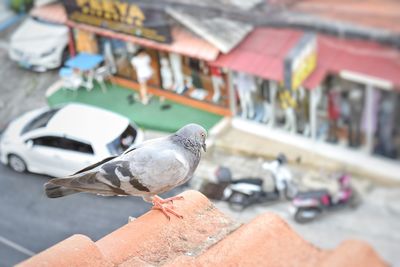 Close-up of pigeon perching on a city