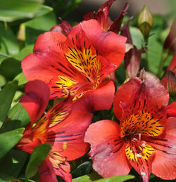 Close-up of flowers blooming outdoors