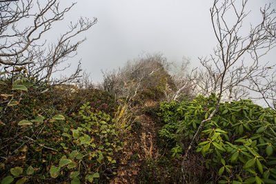 Plants growing on land against sky