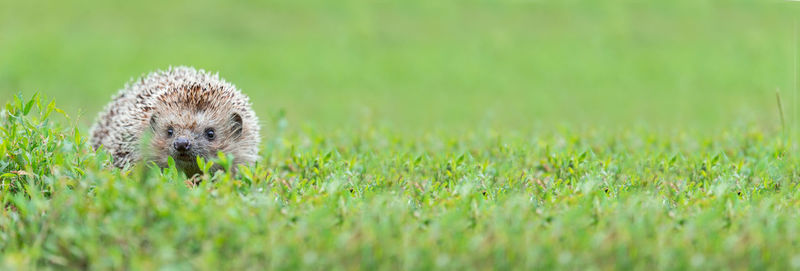 Close-up of sheep on grass