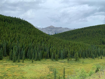 Scenic view of pine trees against sky