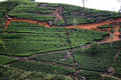 Scenic view of green field