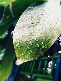 Close-up of raindrops on leaf