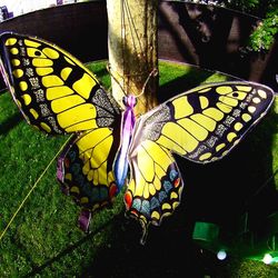 Close-up of butterfly perching on flower