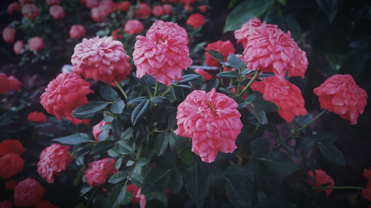 flower, petal, freshness, fragility, growth, beauty in nature, red, flower head, plant, blooming, nature, leaf, rose - flower, close-up, in bloom, focus on foreground, high angle view, day, field, outdoors