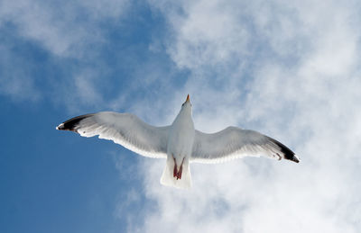 Low angle view of seagull flying