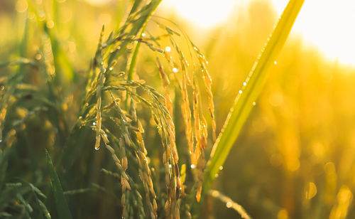 Close-up of wet crops on field