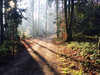 Road passing through forest