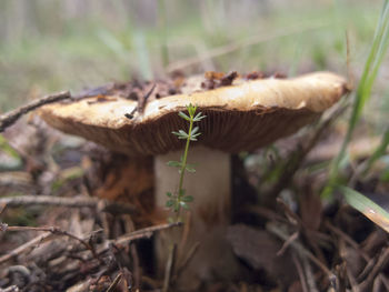 Close-up of mushroom growing on field