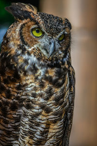 Close-up of owl