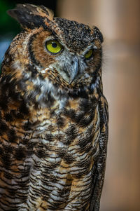 Close-up of owl