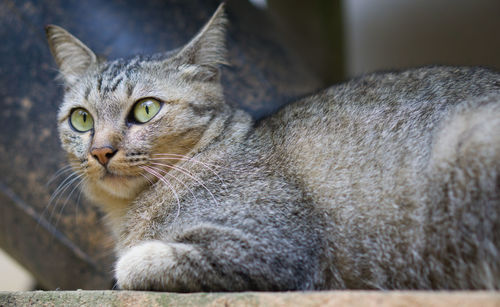 Portrait of cat relaxing outdoors